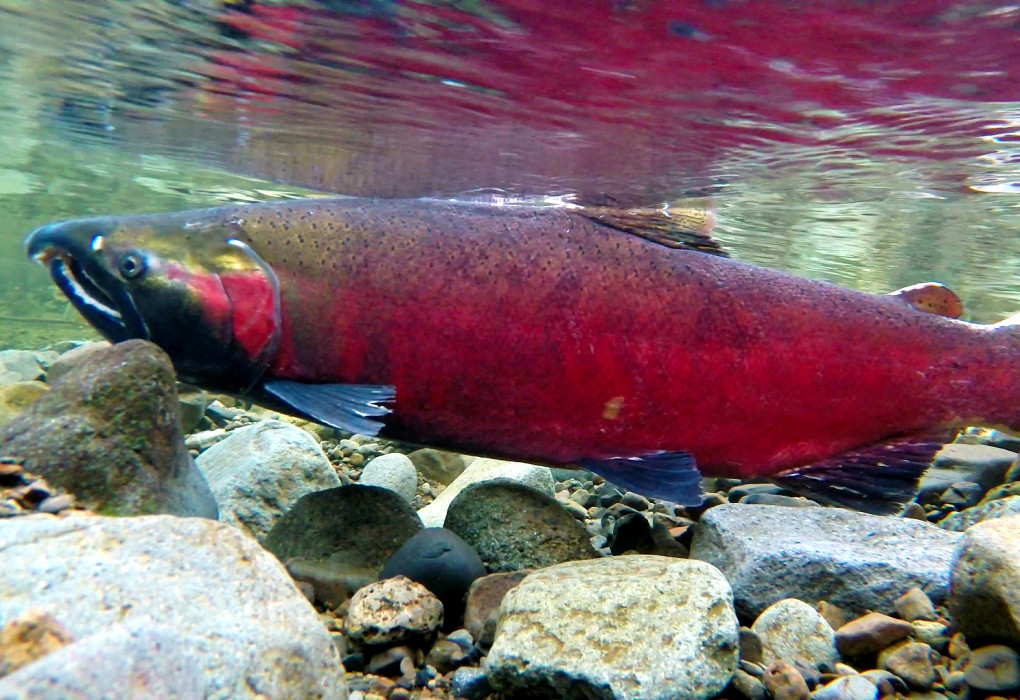 Coho Salmon spawning on the Salmon River / Wikimedia