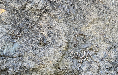 Pacific lamprey stranded by reservoir dewatering at Winchester Dam | Kirk Blaine