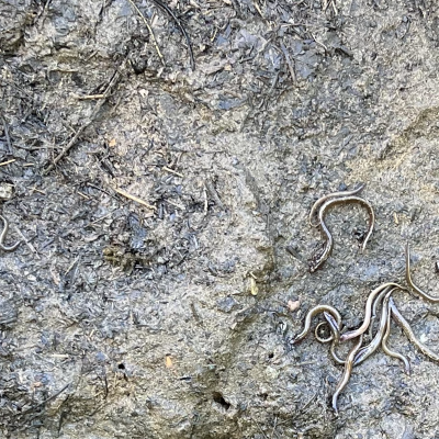 Pacific lamprey stranded by reservoir dewatering at Winchester Dam | Kirk Blaine